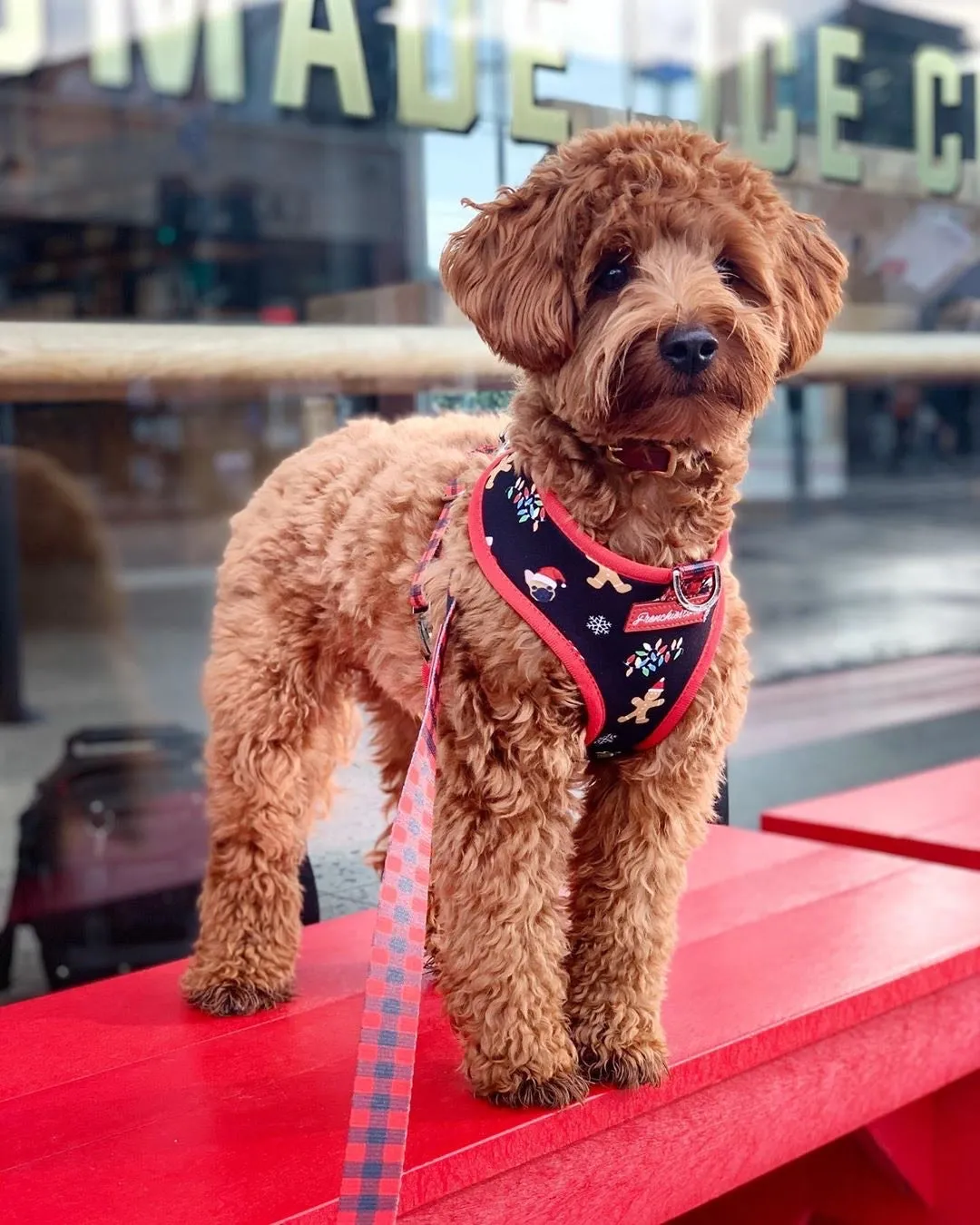 Frenchiestore Luxury Leash | Red Buffalo Plaid